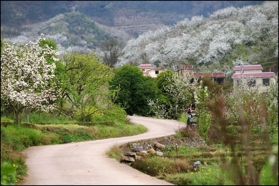 【春天，广西桂林灌阳县向您发出邀请！】我们在灌阳看梨花 - 游山玩水 - 临沂生活社区 - 临沂28生活网 linyi.28life.com