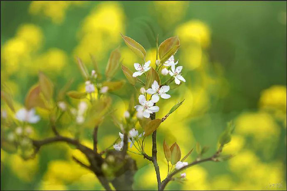 【春天，广西桂林灌阳县向您发出邀请！】我们在灌阳看梨花 - 游山玩水 - 临沂生活社区 - 临沂28生活网 linyi.28life.com