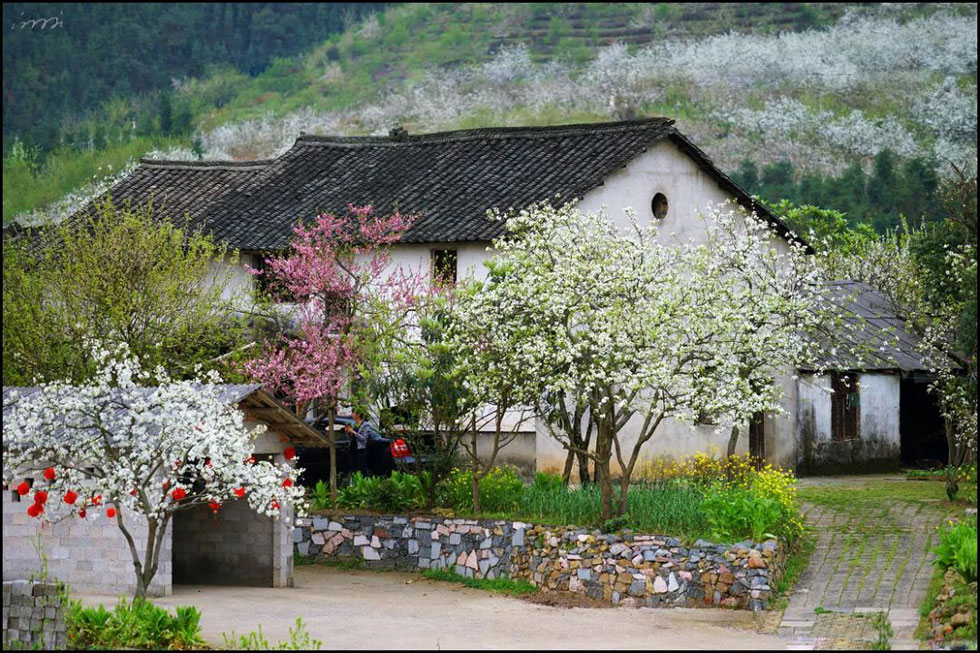 【春天，广西桂林灌阳县向您发出邀请！】我们在灌阳看梨花 - 游山玩水 - 临沂生活社区 - 临沂28生活网 linyi.28life.com