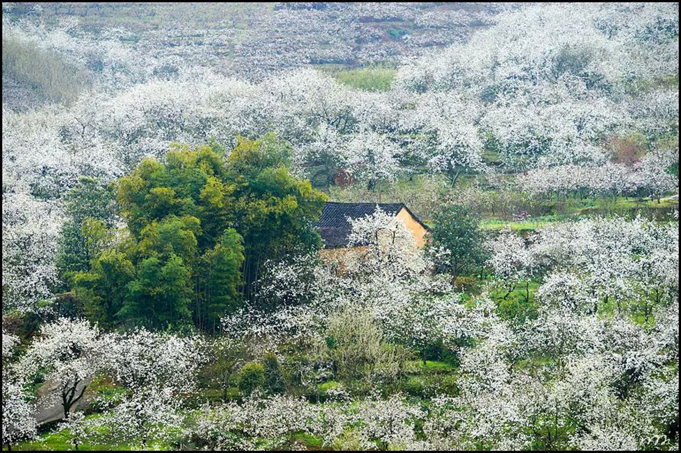 【春天，广西桂林灌阳县向您发出邀请！】我们在灌阳看梨花 - 游山玩水 - 临沂生活社区 - 临沂28生活网 linyi.28life.com