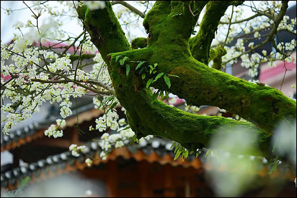 【春天，广西桂林灌阳县向您发出邀请！】我们在灌阳看梨花 - 游山玩水 - 临沂生活社区 - 临沂28生活网 linyi.28life.com