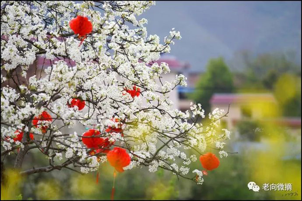 【春天，广西桂林灌阳县向您发出邀请！】我们在灌阳看梨花 - 游山玩水 - 临沂生活社区 - 临沂28生活网 linyi.28life.com