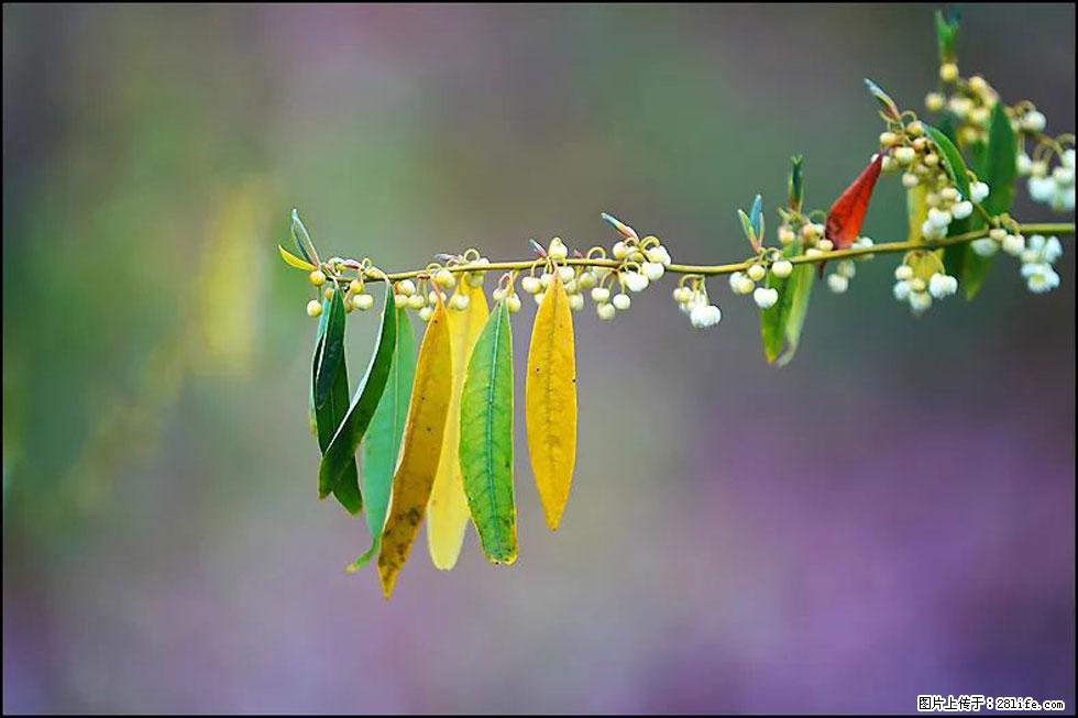 【春天,广西桂林灌阳县向您发出邀请!】米珠山前有片山苍子花在飘香 - 游山玩水 - 临沂生活社区 - 临沂28生活网 linyi.28life.com