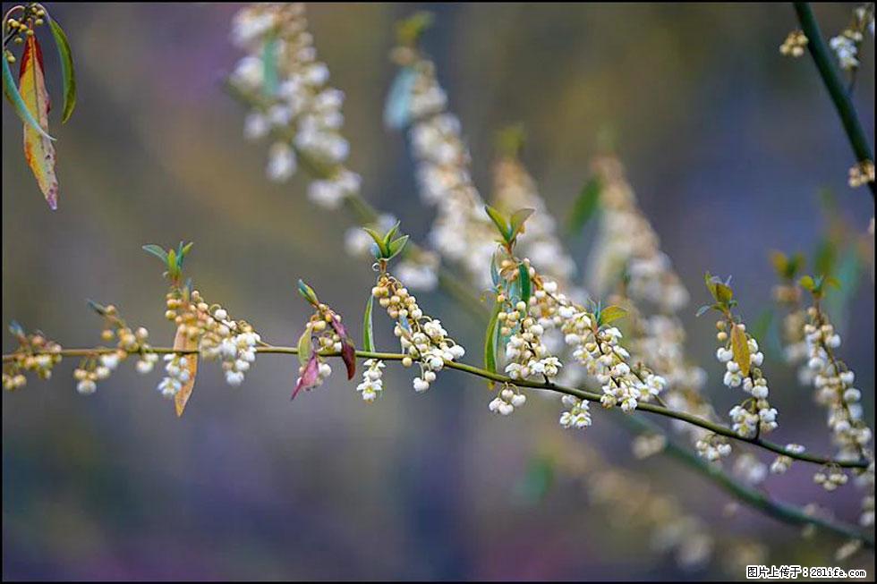 【春天,广西桂林灌阳县向您发出邀请!】米珠山前有片山苍子花在飘香 - 游山玩水 - 临沂生活社区 - 临沂28生活网 linyi.28life.com