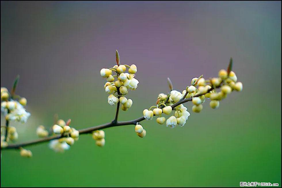 【春天,广西桂林灌阳县向您发出邀请!】米珠山前有片山苍子花在飘香 - 游山玩水 - 临沂生活社区 - 临沂28生活网 linyi.28life.com