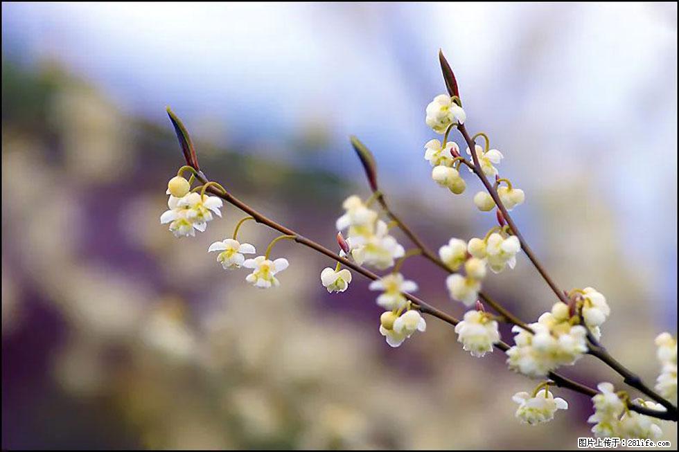 【春天,广西桂林灌阳县向您发出邀请!】米珠山前有片山苍子花在飘香 - 游山玩水 - 临沂生活社区 - 临沂28生活网 linyi.28life.com