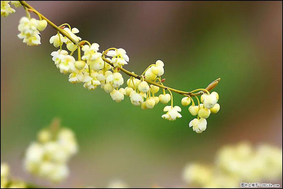 【春天,广西桂林灌阳县向您发出邀请!】米珠山前有片山苍子花在飘香 - 游山玩水 - 临沂生活社区 - 临沂28生活网 linyi.28life.com