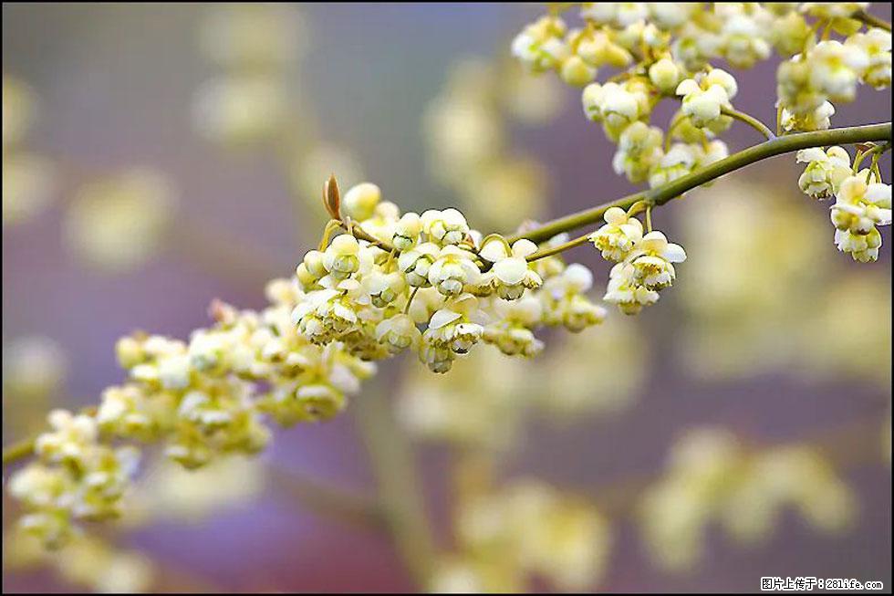 【春天,广西桂林灌阳县向您发出邀请!】米珠山前有片山苍子花在飘香 - 游山玩水 - 临沂生活社区 - 临沂28生活网 linyi.28life.com