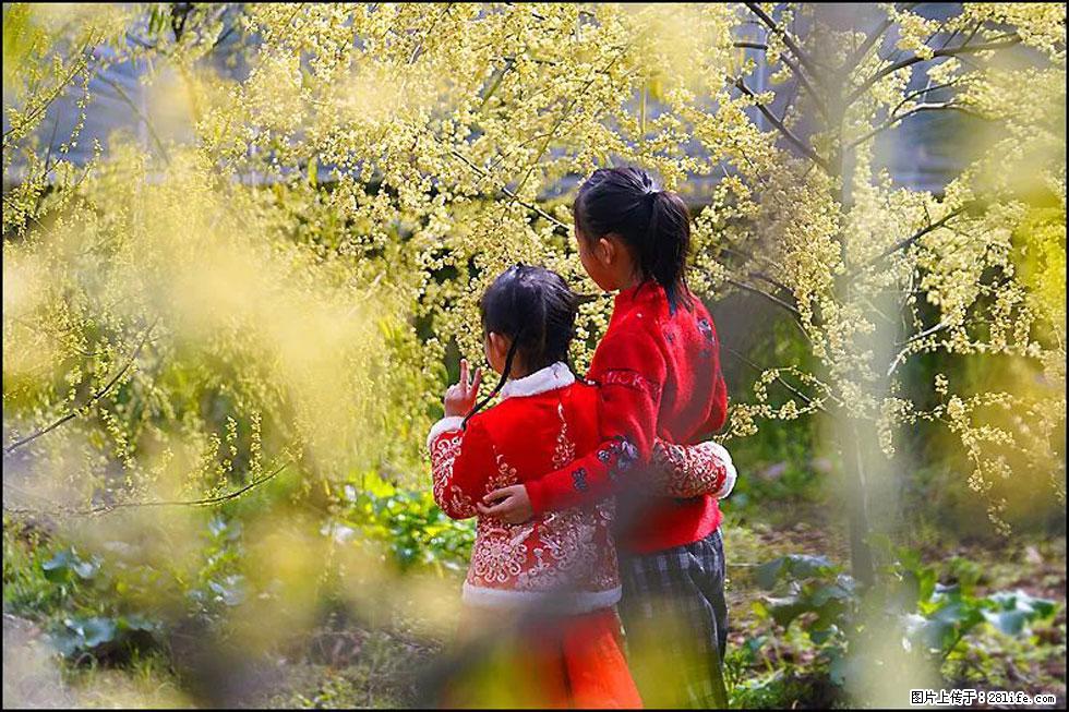 【春天,广西桂林灌阳县向您发出邀请!】米珠山前有片山苍子花在飘香 - 游山玩水 - 临沂生活社区 - 临沂28生活网 linyi.28life.com