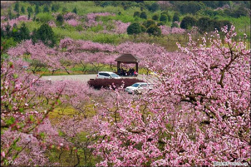 【春天，广西桂林灌阳县向您发出邀请！】官庄村有个醉美的桃花园 - 游山玩水 - 临沂生活社区 - 临沂28生活网 linyi.28life.com