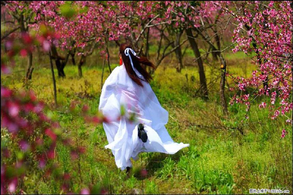 【春天，广西桂林灌阳县向您发出邀请！】官庄村有个醉美的桃花园 - 游山玩水 - 临沂生活社区 - 临沂28生活网 linyi.28life.com