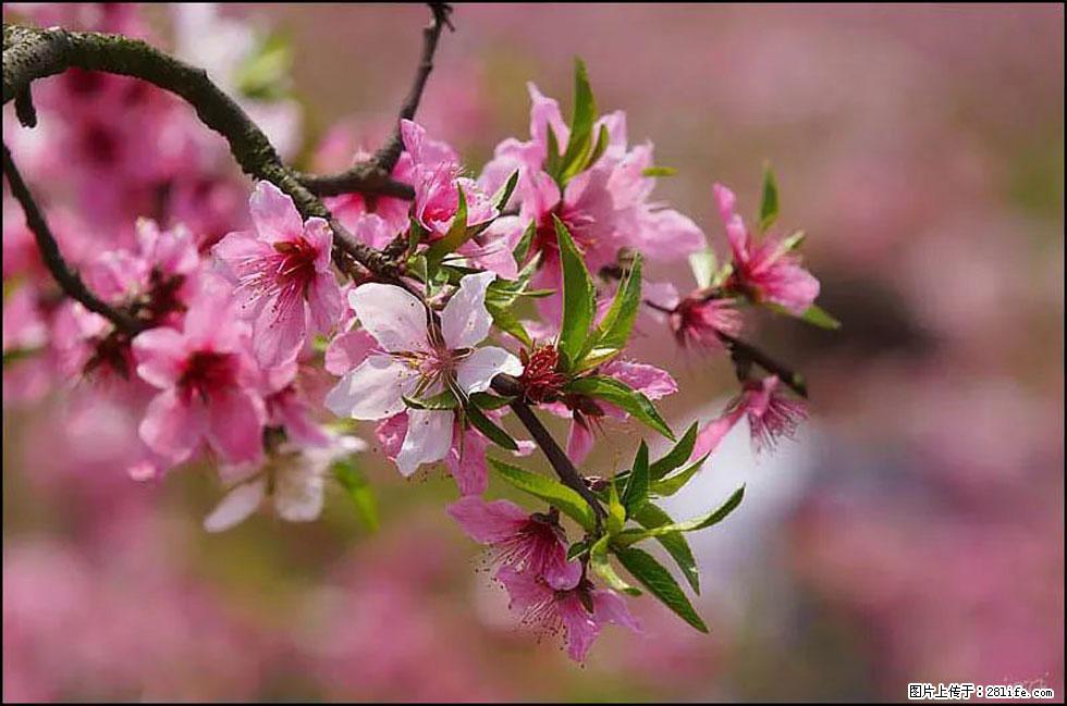 【春天，广西桂林灌阳县向您发出邀请！】官庄村有个醉美的桃花园 - 游山玩水 - 临沂生活社区 - 临沂28生活网 linyi.28life.com