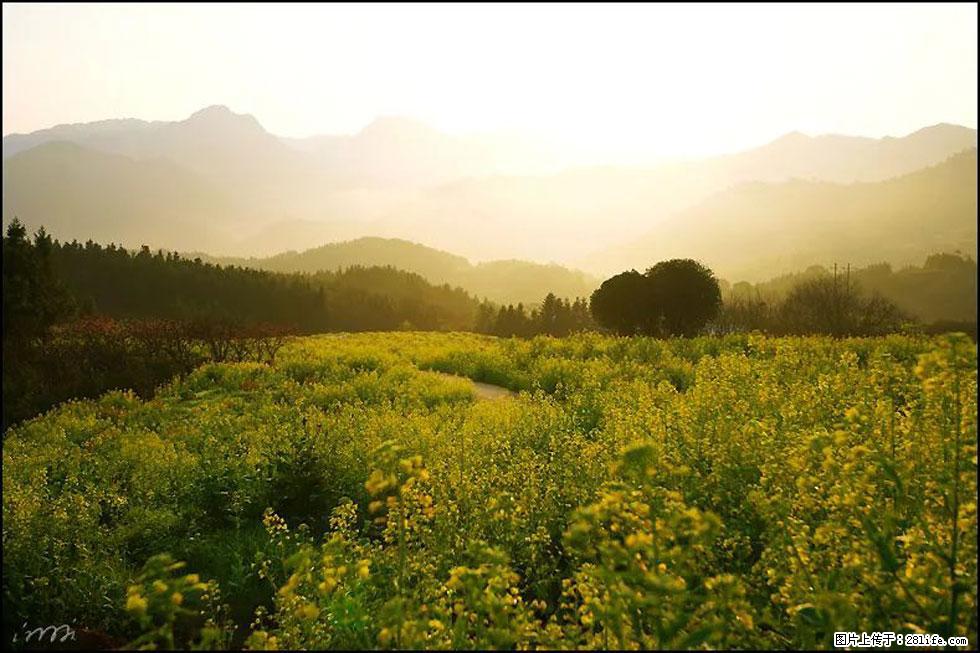 【春天，广西桂林灌阳县向您发出邀请！】长坪村油菜盛情花开 - 游山玩水 - 临沂生活社区 - 临沂28生活网 linyi.28life.com