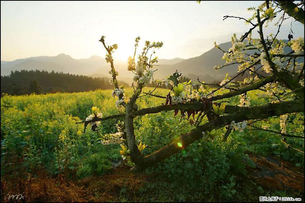 【春天，广西桂林灌阳县向您发出邀请！】长坪村油菜盛情花开 - 游山玩水 - 临沂生活社区 - 临沂28生活网 linyi.28life.com