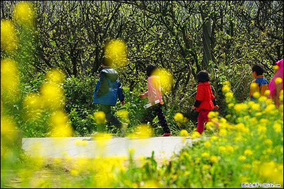 【春天，广西桂林灌阳县向您发出邀请！】长坪村油菜盛情花开 - 游山玩水 - 临沂生活社区 - 临沂28生活网 linyi.28life.com