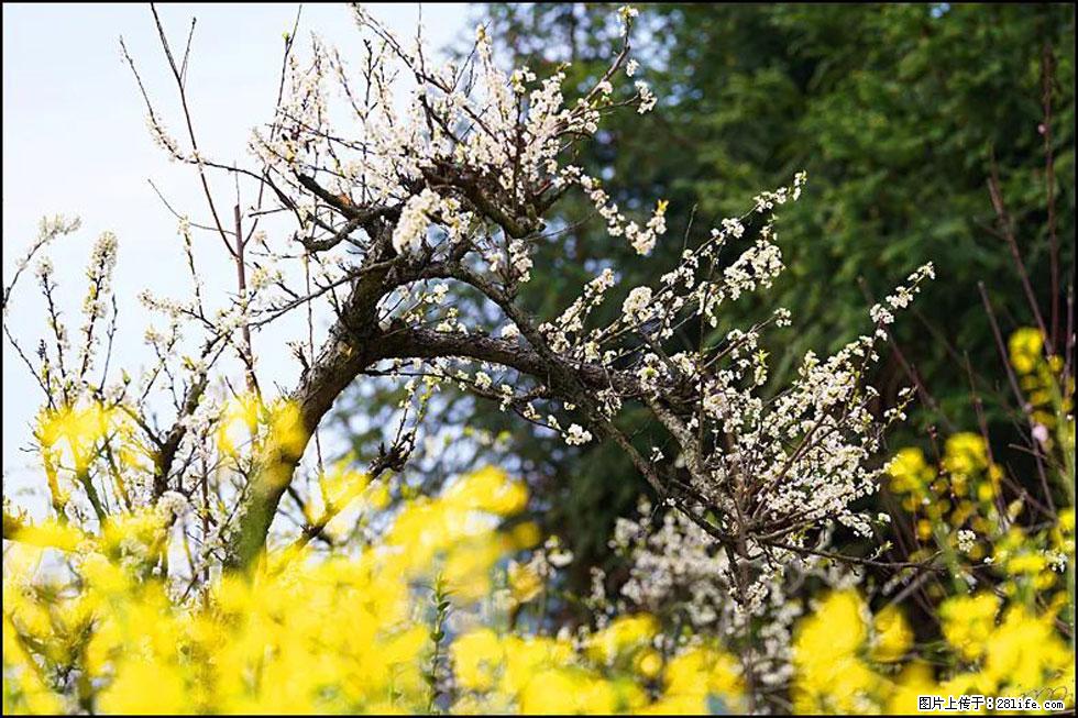 【春天，广西桂林灌阳县向您发出邀请！】长坪村油菜盛情花开 - 游山玩水 - 临沂生活社区 - 临沂28生活网 linyi.28life.com