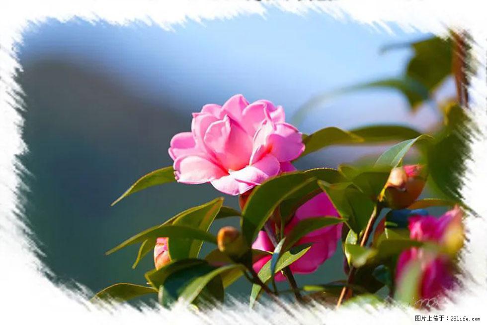 【春天，广西桂林灌阳县向您发出邀请！】杨柳井茶花惹人爱 - 游山玩水 - 临沂生活社区 - 临沂28生活网 linyi.28life.com