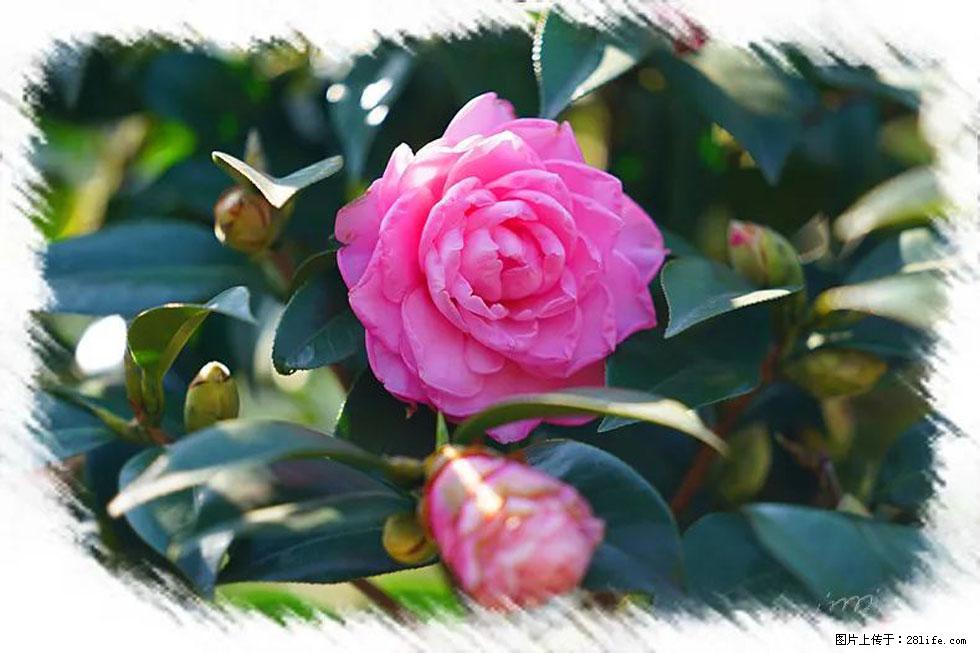 【春天，广西桂林灌阳县向您发出邀请！】杨柳井茶花惹人爱 - 游山玩水 - 临沂生活社区 - 临沂28生活网 linyi.28life.com