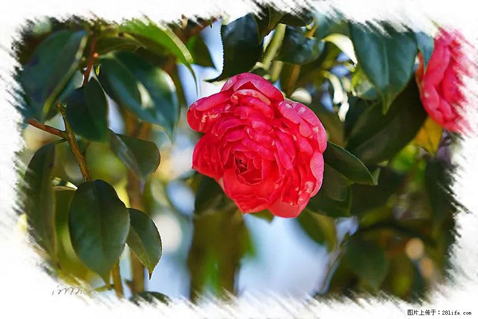 【春天，广西桂林灌阳县向您发出邀请！】杨柳井茶花惹人爱 - 游山玩水 - 临沂生活社区 - 临沂28生活网 linyi.28life.com