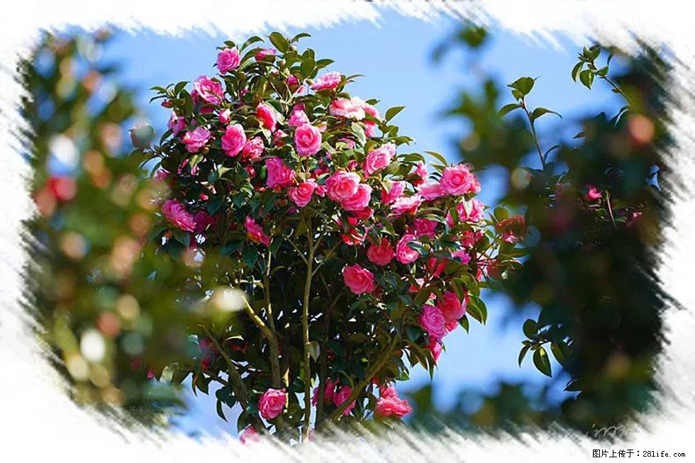 【春天，广西桂林灌阳县向您发出邀请！】杨柳井茶花惹人爱 - 游山玩水 - 临沂生活社区 - 临沂28生活网 linyi.28life.com