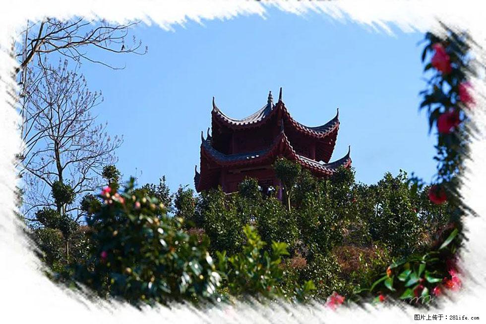 【春天，广西桂林灌阳县向您发出邀请！】杨柳井茶花惹人爱 - 游山玩水 - 临沂生活社区 - 临沂28生活网 linyi.28life.com