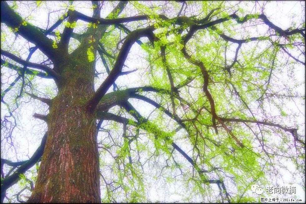 【春天,广西桂林灌阳县向您发出邀请!】在小龙村与春天约会 - 游山玩水 - 临沂生活社区 - 临沂28生活网 linyi.28life.com