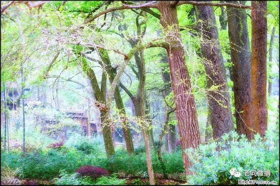 【春天,广西桂林灌阳县向您发出邀请!】在小龙村与春天约会 - 游山玩水 - 临沂生活社区 - 临沂28生活网 linyi.28life.com