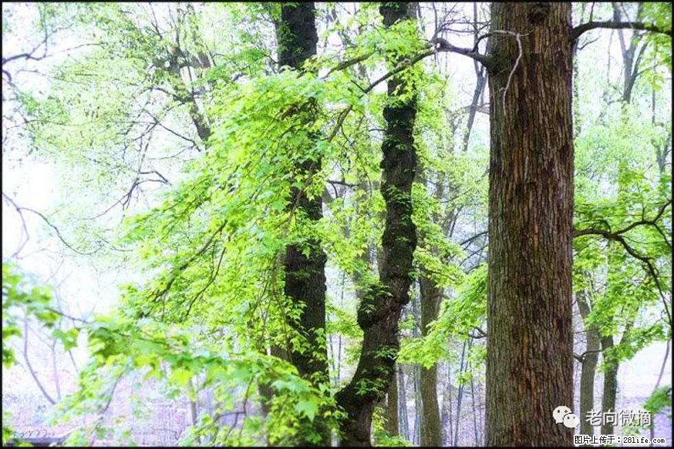 【春天,广西桂林灌阳县向您发出邀请!】在小龙村与春天约会 - 游山玩水 - 临沂生活社区 - 临沂28生活网 linyi.28life.com