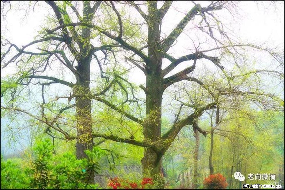 【春天,广西桂林灌阳县向您发出邀请!】在小龙村与春天约会 - 游山玩水 - 临沂生活社区 - 临沂28生活网 linyi.28life.com