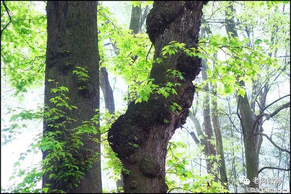 【春天,广西桂林灌阳县向您发出邀请!】在小龙村与春天约会 - 游山玩水 - 临沂生活社区 - 临沂28生活网 linyi.28life.com