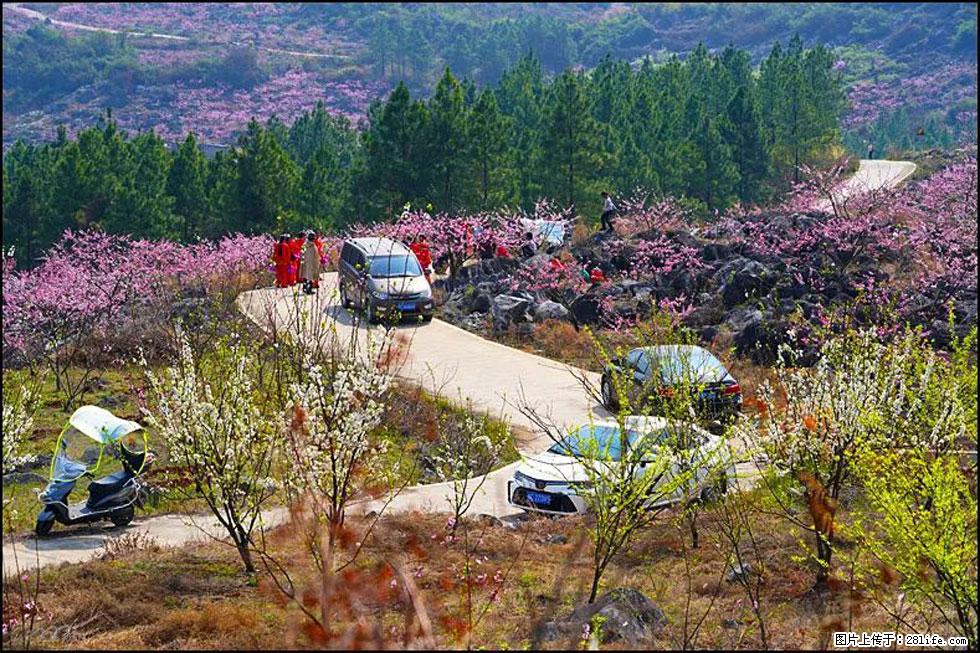 【春天,广西桂林灌阳县向您发出邀请!】望月岭上桃花开 - 游山玩水 - 临沂生活社区 - 临沂28生活网 linyi.28life.com