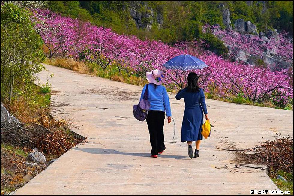 【春天,广西桂林灌阳县向您发出邀请!】望月岭上桃花开 - 游山玩水 - 临沂生活社区 - 临沂28生活网 linyi.28life.com