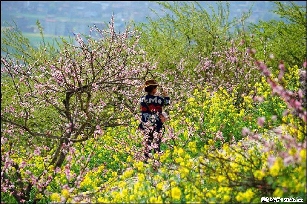 【春天,广西桂林灌阳县向您发出邀请!】望月岭上桃花开 - 游山玩水 - 临沂生活社区 - 临沂28生活网 linyi.28life.com