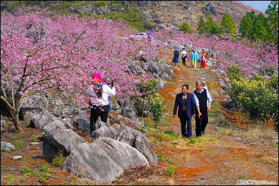 【春天,广西桂林灌阳县向您发出邀请!】望月岭上桃花开 - 游山玩水 - 临沂生活社区 - 临沂28生活网 linyi.28life.com