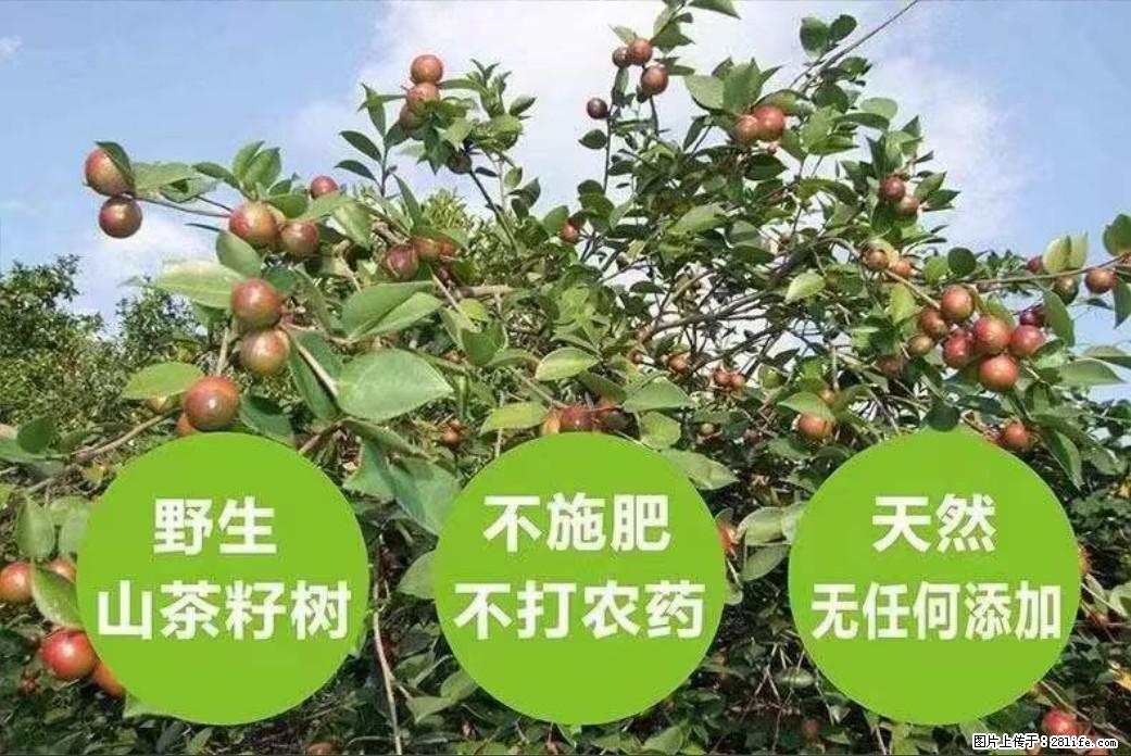 【灌阳县油茶产业示范区】一个有着充实的精神生活的人,对待身外之物自会有一种淡泊的态度 - 美食天地 - 临沂生活社区 - 临沂28生活网 linyi.28life.com