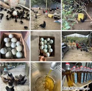 油茶园从小鸡仔开始养起的纯土鸡、土鸡蛋可以预定啦！还有前几天刚榨的纯山茶油哦 - 临沂28生活网 linyi.28life.com