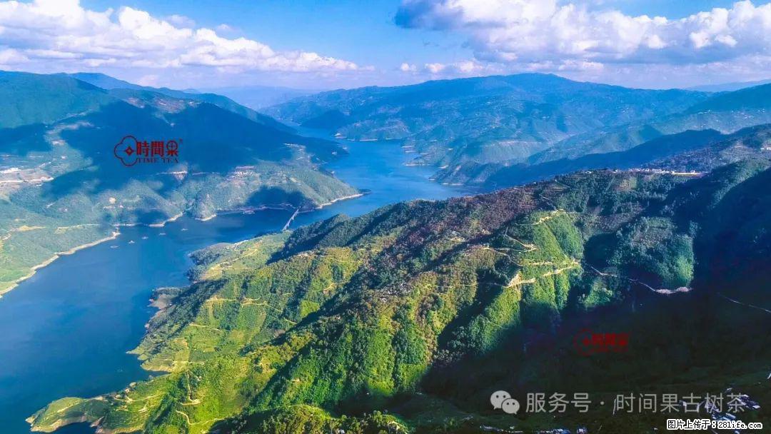 时间果百年古树龙珠普洱生茶 - 购物交流 - 临沂生活社区 - 临沂28生活网 linyi.28life.com