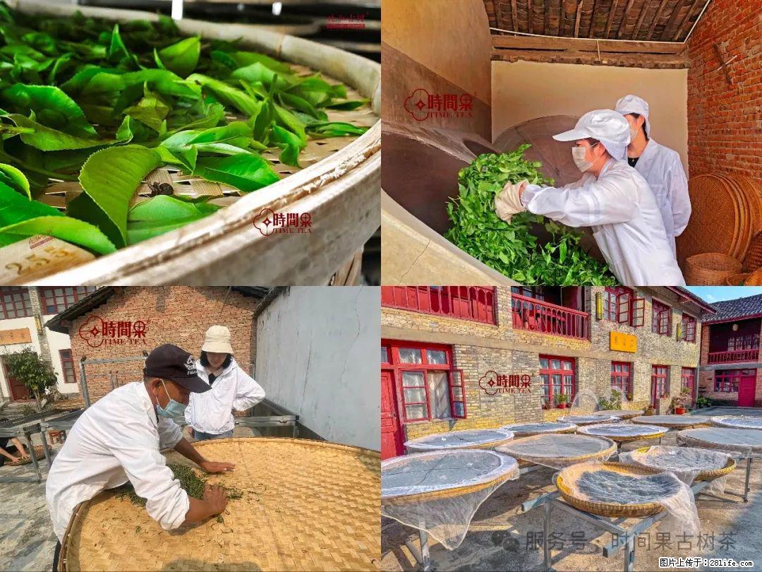 时间果百年古树龙珠普洱生茶 - 购物交流 - 临沂生活社区 - 临沂28生活网 linyi.28life.com
