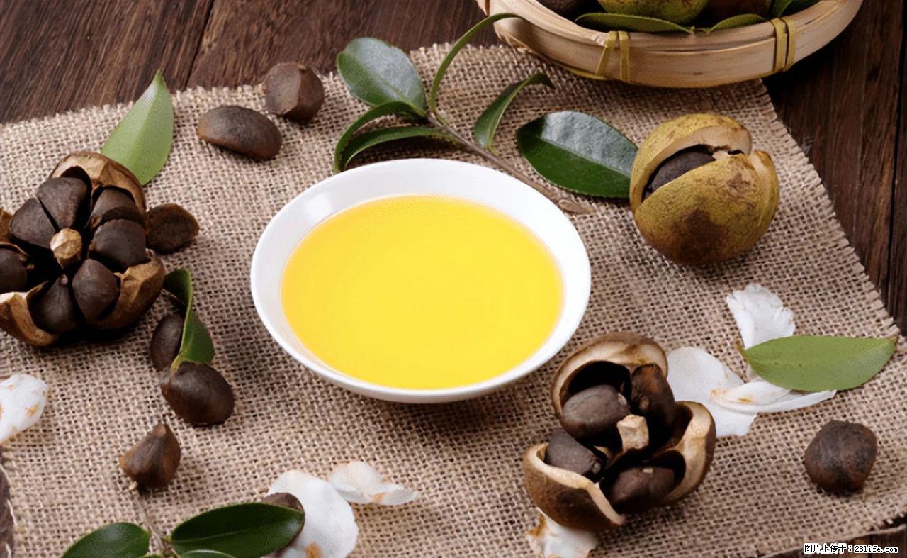 揭秘茶油的5大核心营养成分!被称为人体健康的“守护盾”! - 临沂生活资讯 - 临沂28生活网 linyi.28life.com