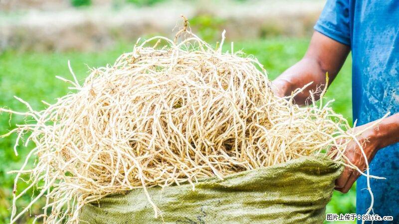 堪称“最难吃”的蔬菜,却是 “抗辐射神器”,还能护肺、清热、止咳化痰! - 临沂生活资讯 - 临沂28生活网 linyi.28life.com