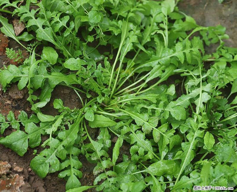 这些蔬菜是“天然钙片”，这6种被医生重点推荐 - 临沂生活资讯 - 临沂28生活网 linyi.28life.com