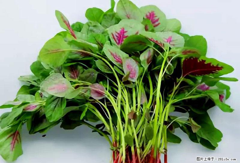 这些蔬菜是“天然钙片”，这6种被医生重点推荐 - 临沂生活资讯 - 临沂28生活网 linyi.28life.com