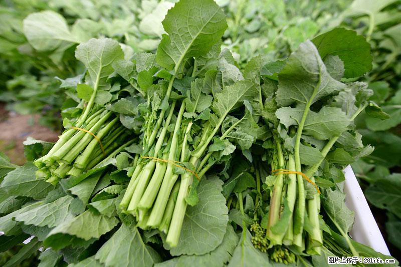 这些蔬菜是“天然钙片”，这6种被医生重点推荐 - 临沂生活资讯 - 临沂28生活网 linyi.28life.com